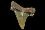 Serrated, Fossil Auriculatus Tooth - North Carolina #173784-1